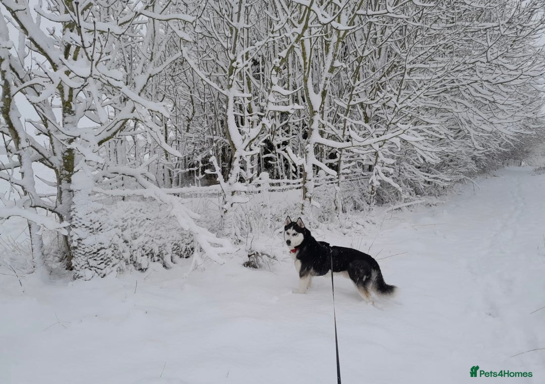 Siberian Husky dogs for sale: Stunning Siberian Husky puppies 😍 - Advert 8