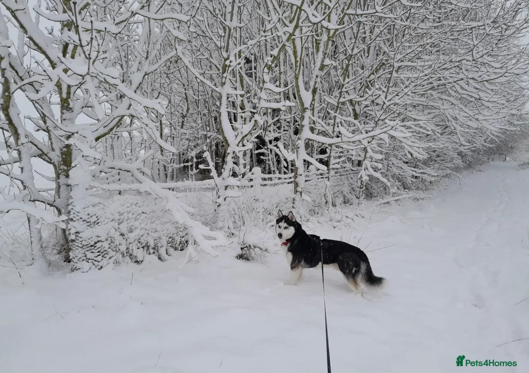 Siberian Husky dogs for sale: 3 Stunning Siberian Husky boys with blue eyes 😍 - Advert 30