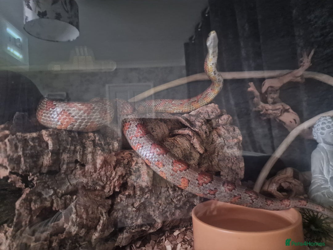 Corn Snake reptiles for sale: Corn snake - Advert 1