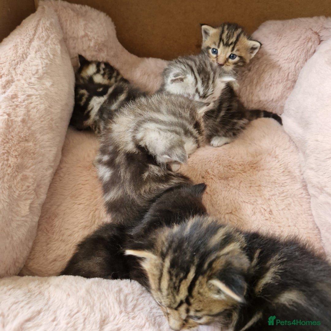 Ragdoll cats for sale: Ragdoll cross kittens - Image 2
