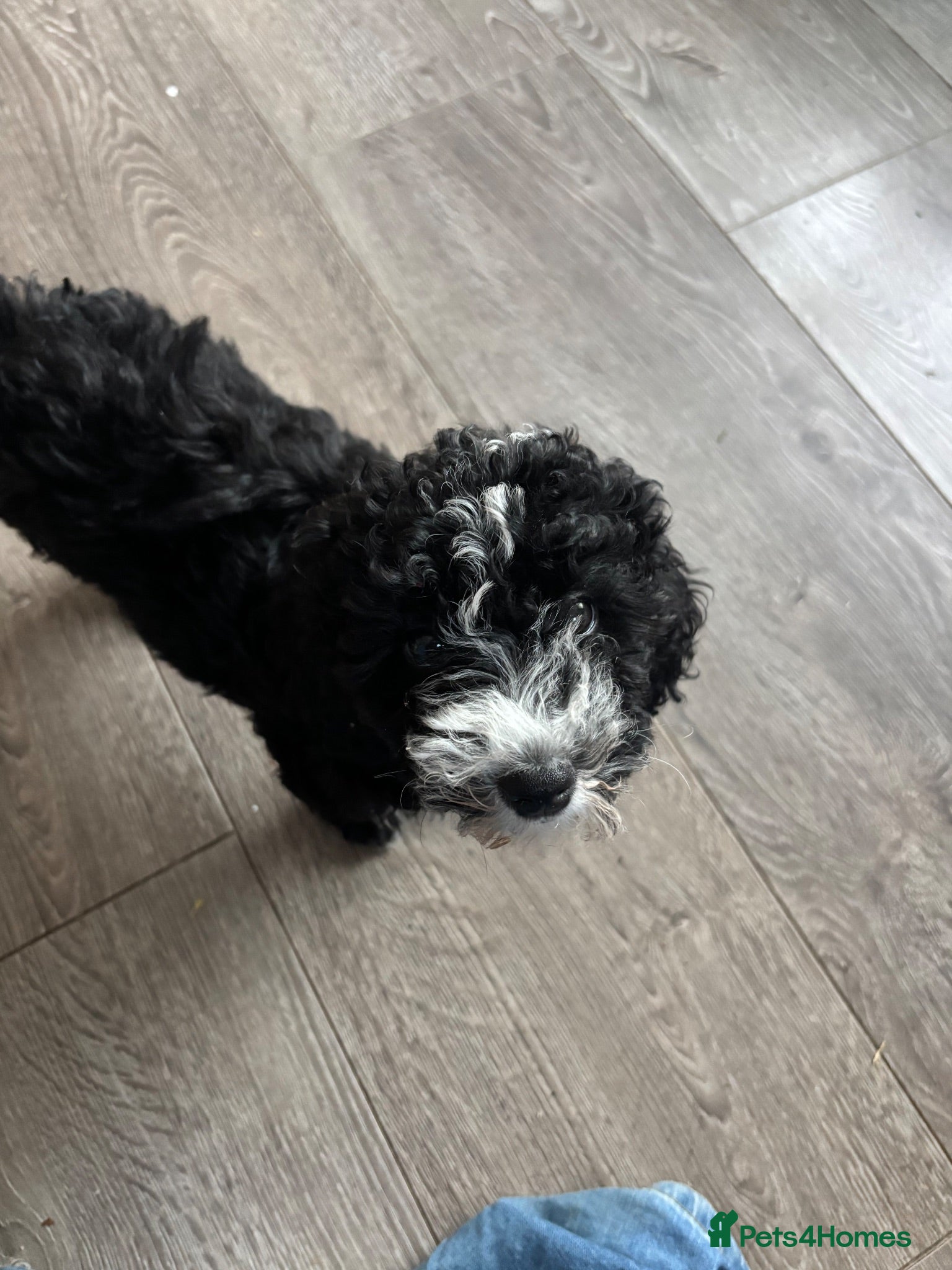 Cavapoo dogs Ivy is looking for her new home - Advert 10