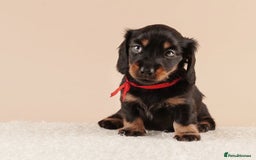 Miniature Dachshund dogs for sale: STUNNING MINIATUARE LONG HAIRED DACHSHUNDS PUPS - Image 6