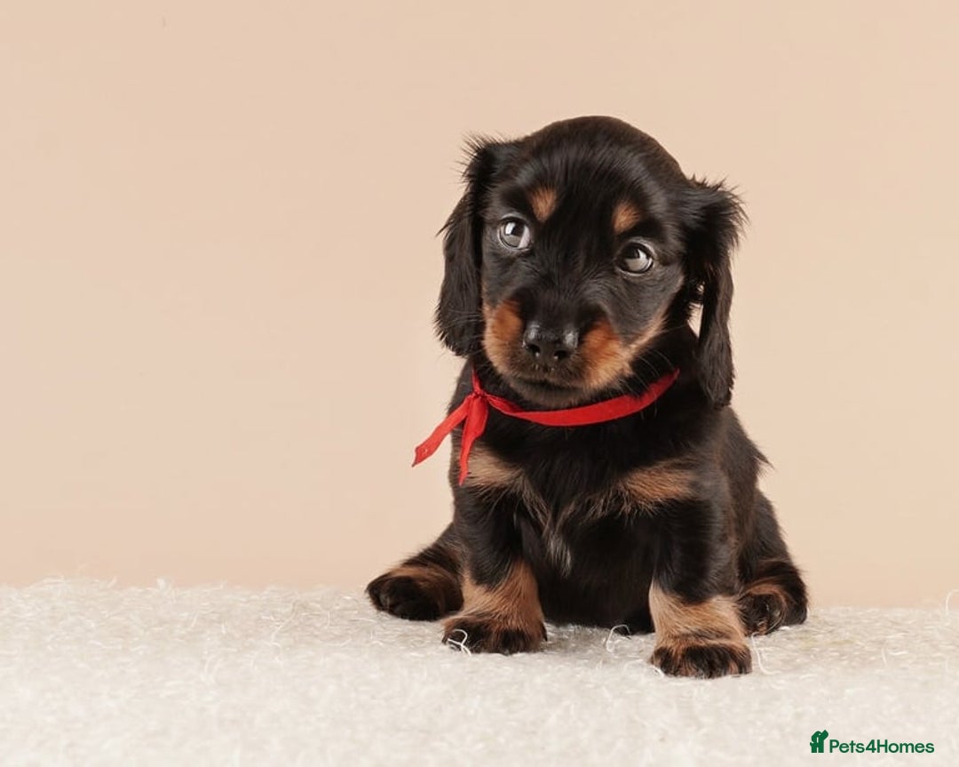 Miniature Dachshund dogs for sale: STUNNING MINIATUARE LONG HAIRED DACHSHUNDS PUPS - Image 6