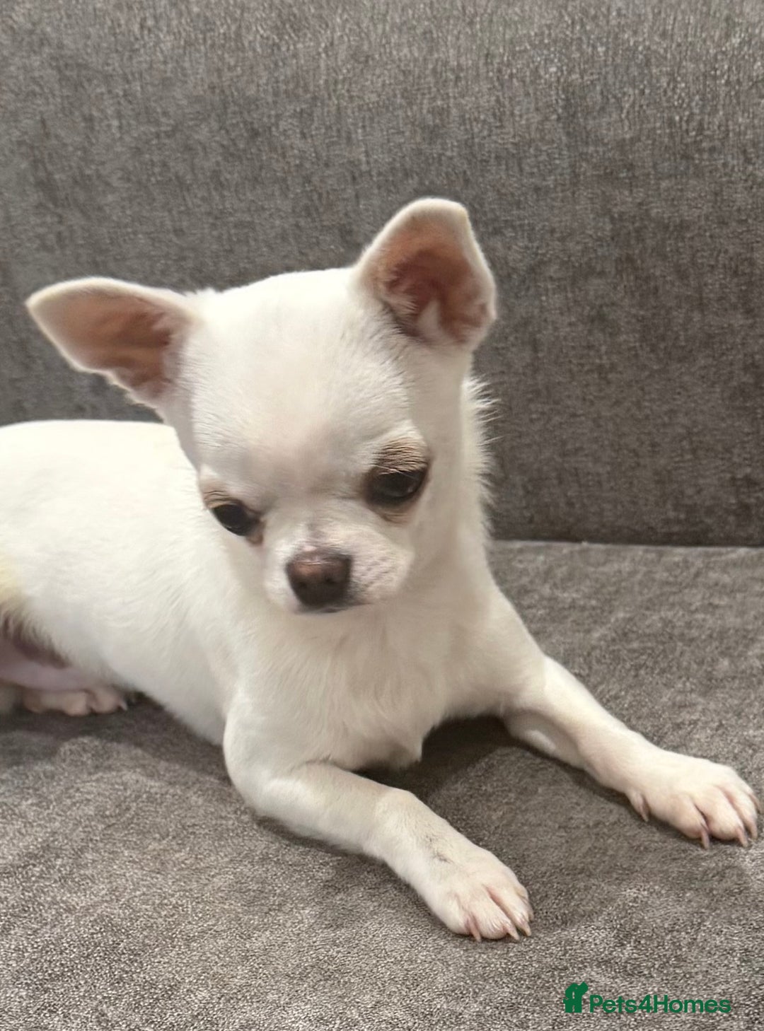 Ready now! Only one boy available for sale in Lanark Pets4Homes