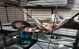 Ferret rodents for sale: 2 Hobs - Image 7