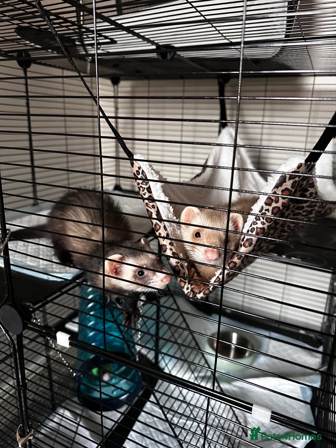 Ferret rodents for sale: 2 Hobs - Image 7