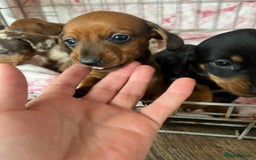 Miniature Dachshund dogs for sale: Miniature dachshund  - Image 16