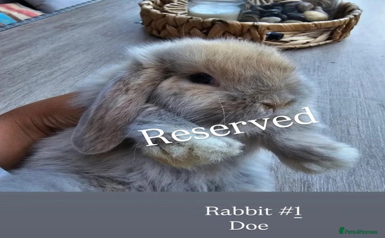 Mini Lop rabbits - Advert 5