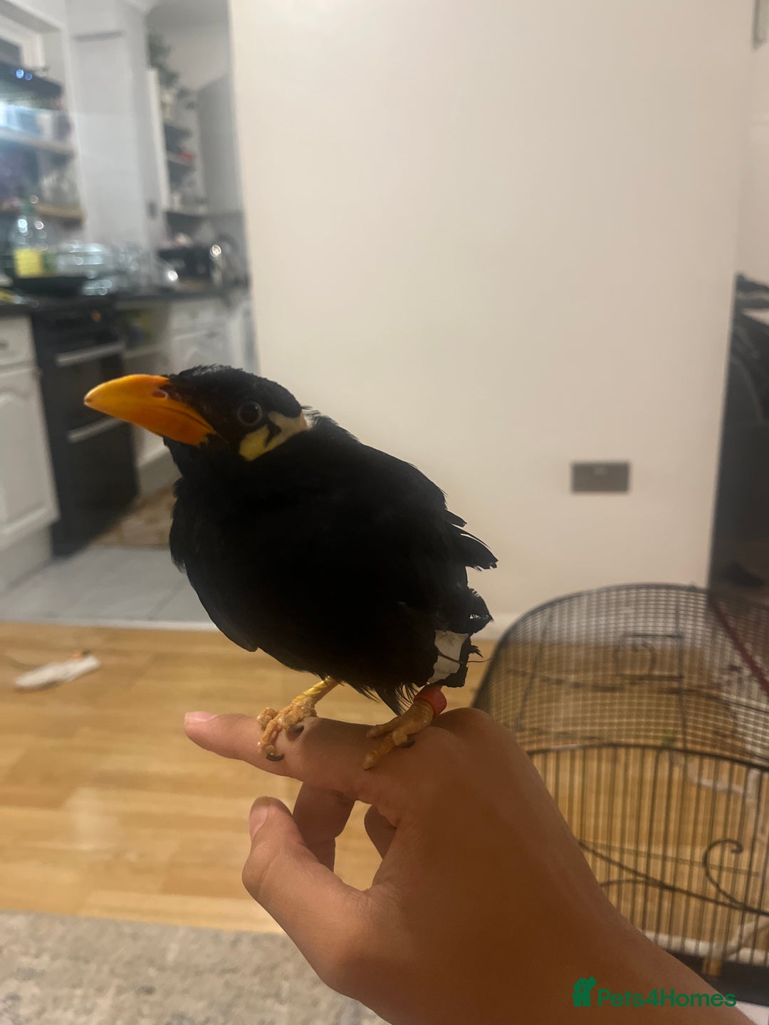 Mixed Breed birds for sale: Mayna  - Image 3