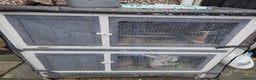 Mixed Breed rabbits for sale: 2 male rabbits and cage plus accessories  - Advert 12