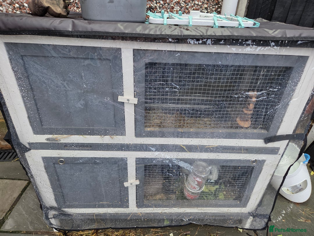 Mixed Breed rabbits for sale: 2 male rabbits and cage plus accessories  - Advert 12