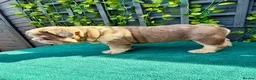 English Bulldog dogs for sale: Stunning bulldog puppies for sale  - Advert 13