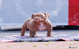 American Bully dogs for sale: POCKET BULLY PUPS AVAILABLE 🩷 - Image 4