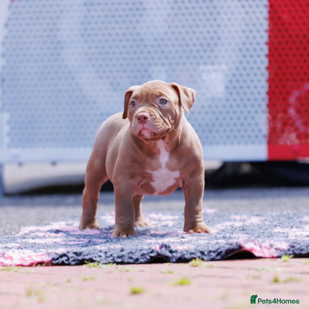 American Bully dogs for sale: POCKET BULLY PUPS AVAILABLE 🩷 - Image 4