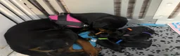 Rottweiler dogs for stud: Reggie  - Advert 3