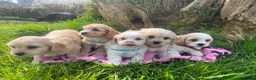 Cavachon dogs for sale: Cavachon puppies  - Advert 6