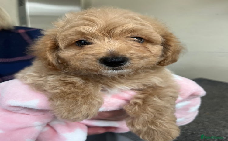 Cavachon dogs - Advert 1