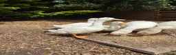 Ducks poultry for sale: Cherry valley Drakes  - Advert 2