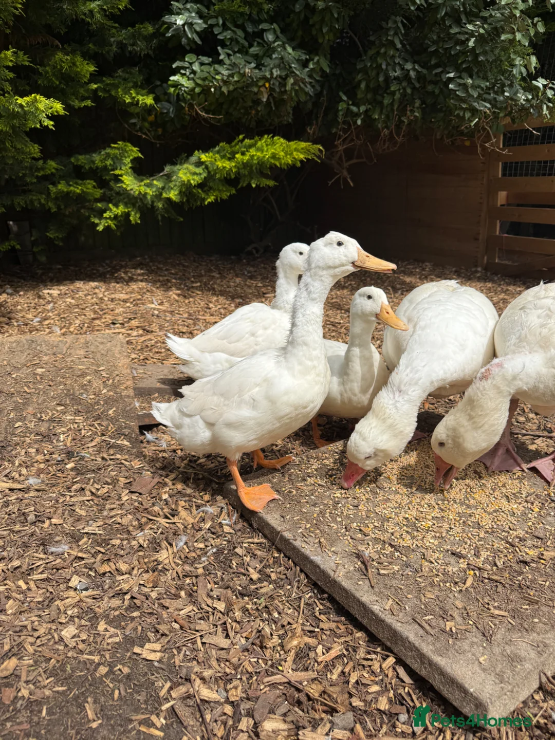 Ducks poultry for sale: Cherry valley Drakes  - Advert 2