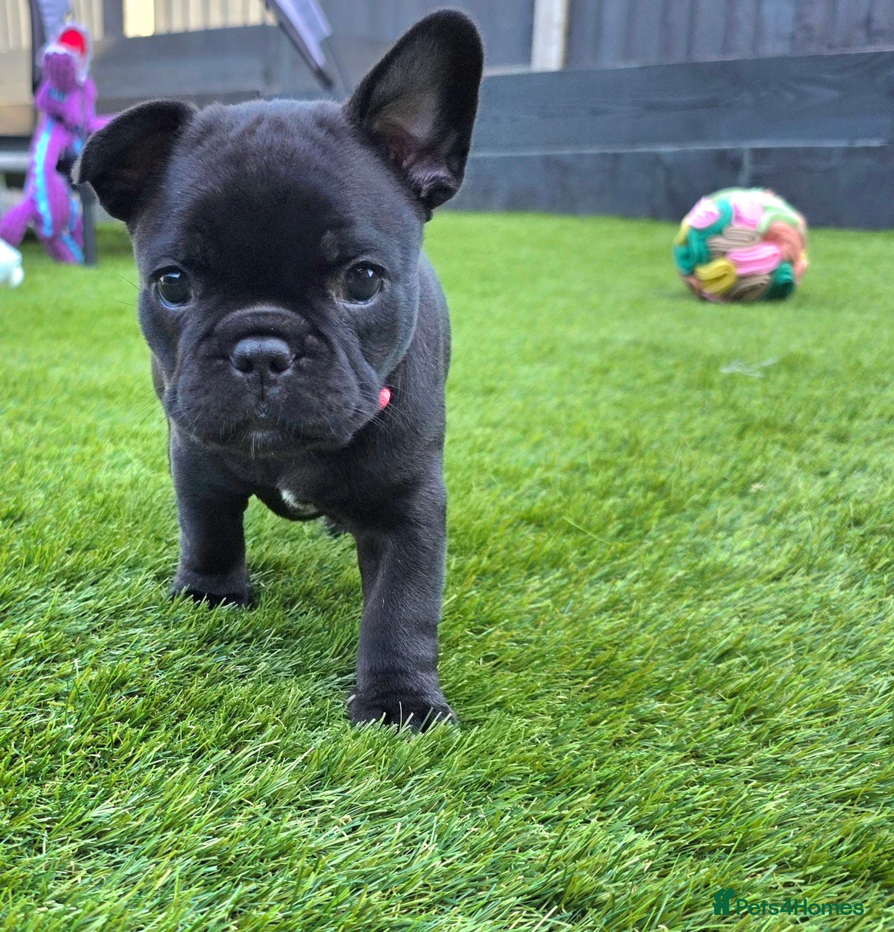 French Bulldog dogs 💛Bright, Affectionate Brindle Girl 💛Ready Now‼️ - Advert 17