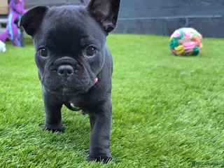 French Bulldog dogs 💛Bright, Affectionate Brindle Girl 💛Ready Now‼️ - Advert 17
