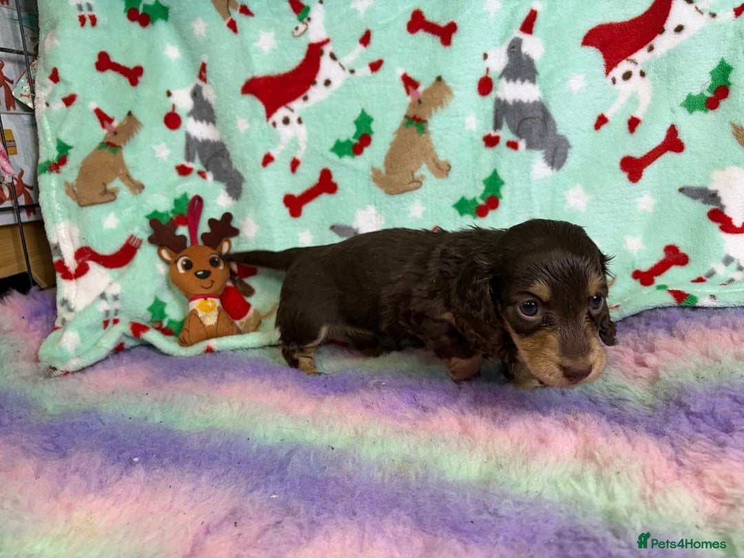 Miniature Dachshund dogs for sale: Chocolate and cream longhair miniature dachshunds  - Advert 5