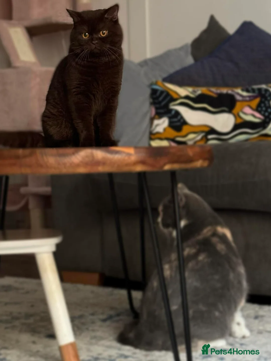 British Shorthair cats for stud: 🍫 🍊 TEDDYS CHOCOLATE ORANGE 🍊🍫 - Advert 4