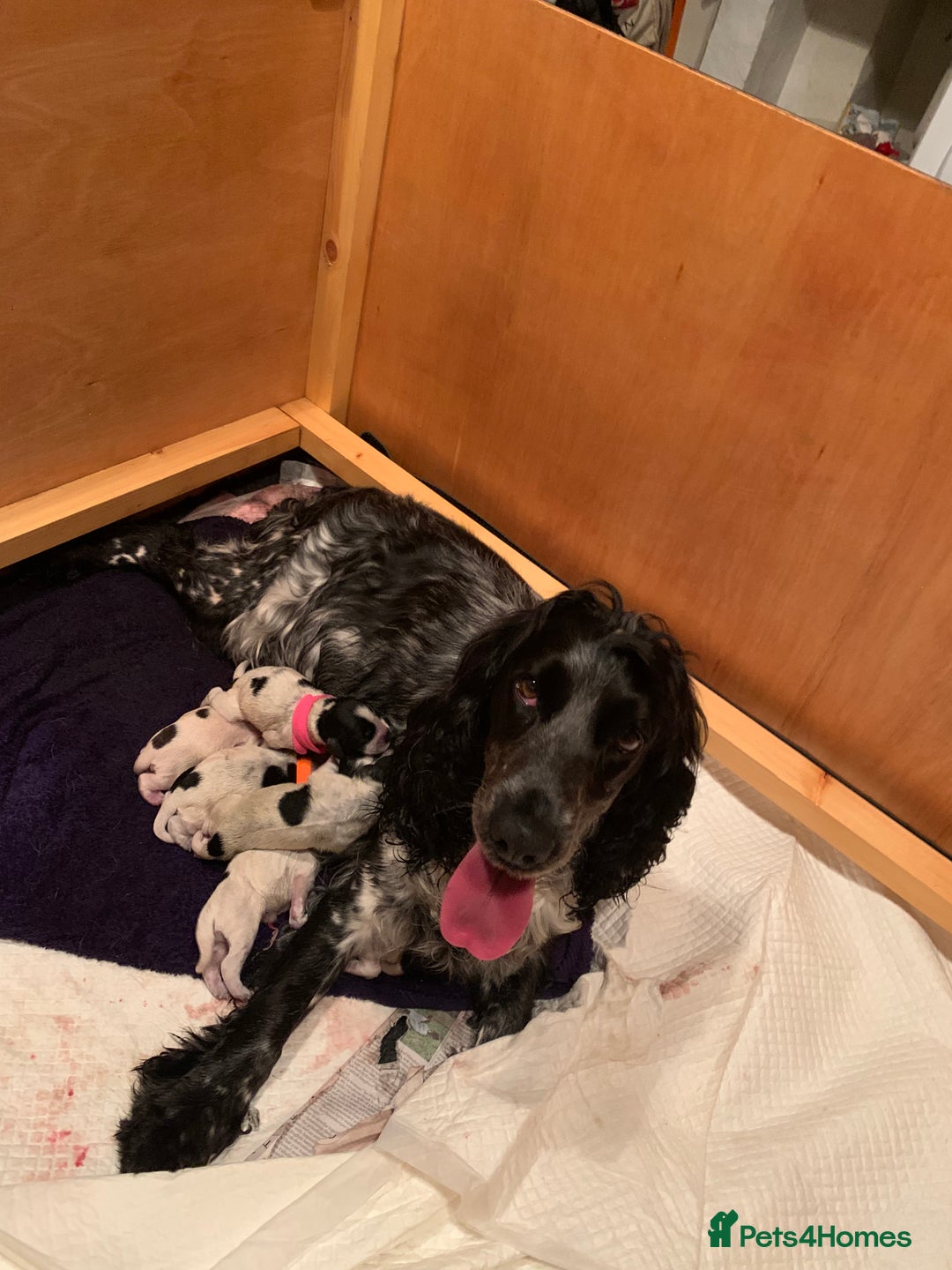Cocker Spaniel dogs for sale: Show Cocker Spaniel pups - Image 9