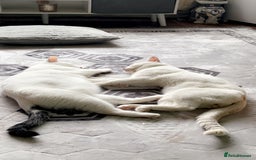 Mixed Breed cats for sale: 4 beautiful little girls looking for homes  - Advert 1