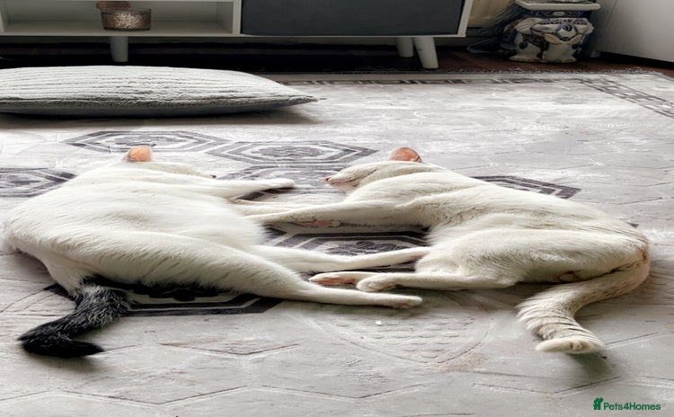 Mixed Breed cats 4 beautiful little girls looking for homes  - Advert 1