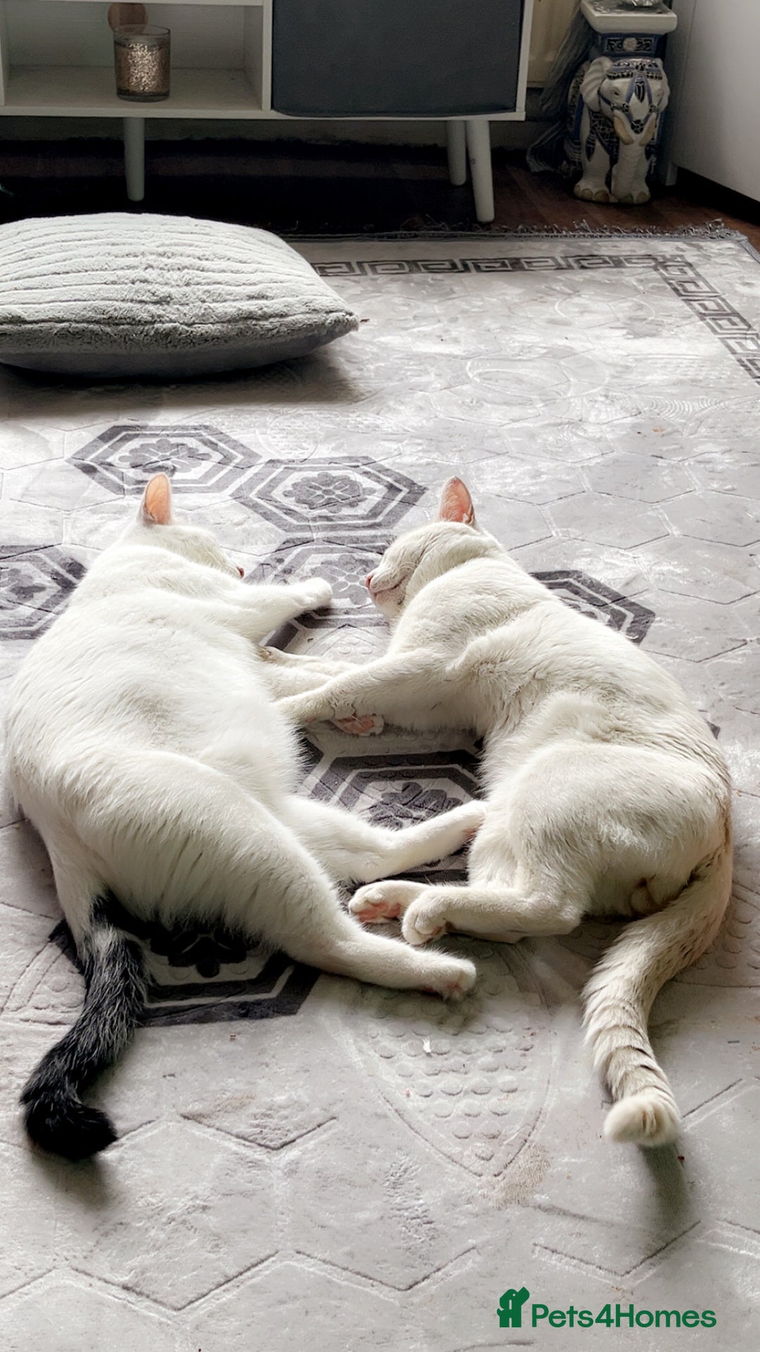 Mixed Breed cats for sale: 4 beautiful little girls looking for homes  - Advert 1