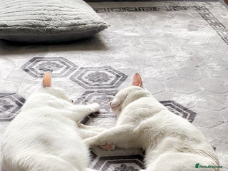 Mixed Breed cats 4 beautiful little girls looking for homes - Advert 2