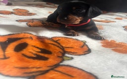 Dachshund dogs for sale: Beautiful dachshund girl left (fully vaccinated) - Advert 24