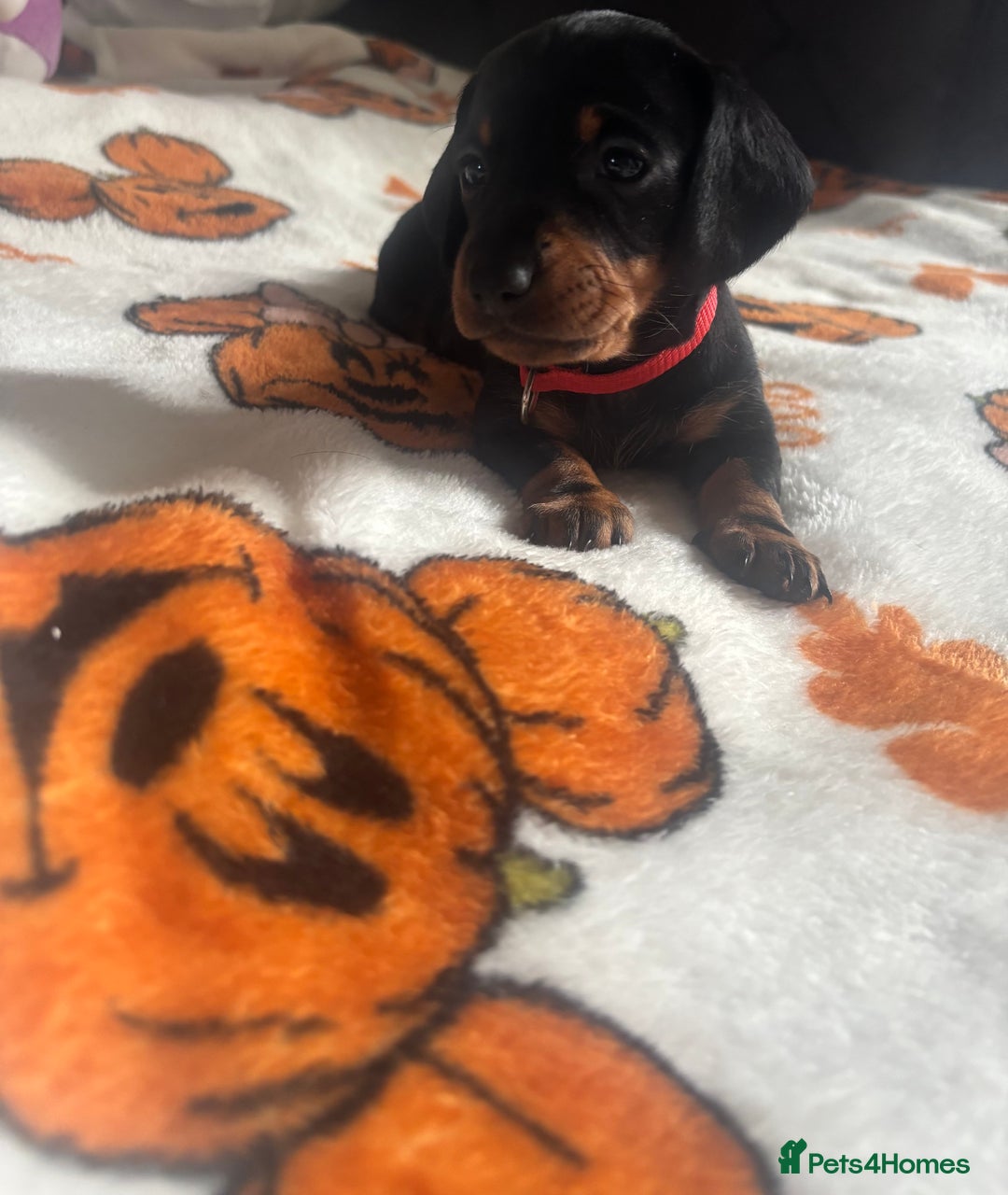 Dachshund dogs for sale: Beautiful dachshund girl left (fully vaccinated) - Advert 24
