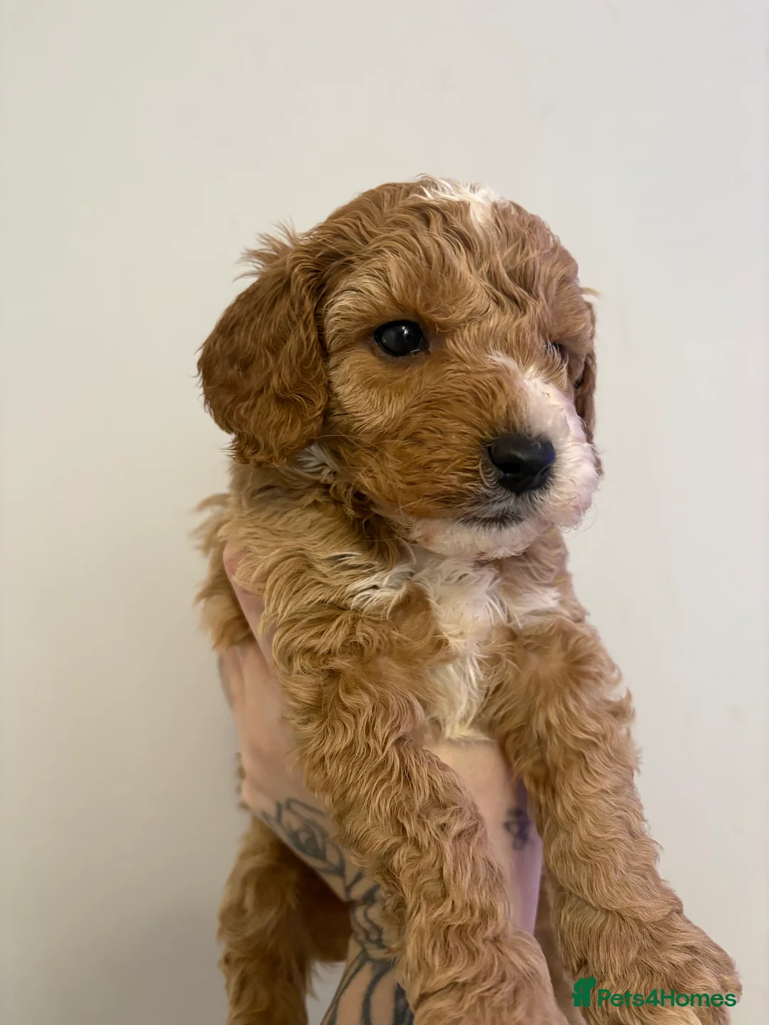 Cavapoo dogs for sale: Gorgeous cavapoos  - Advert 10
