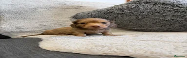 Dachshund 2