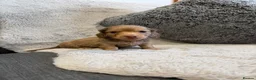 Dachshund dogs for sale: Long-haired miniature daschund pups for sale  - Advert 7