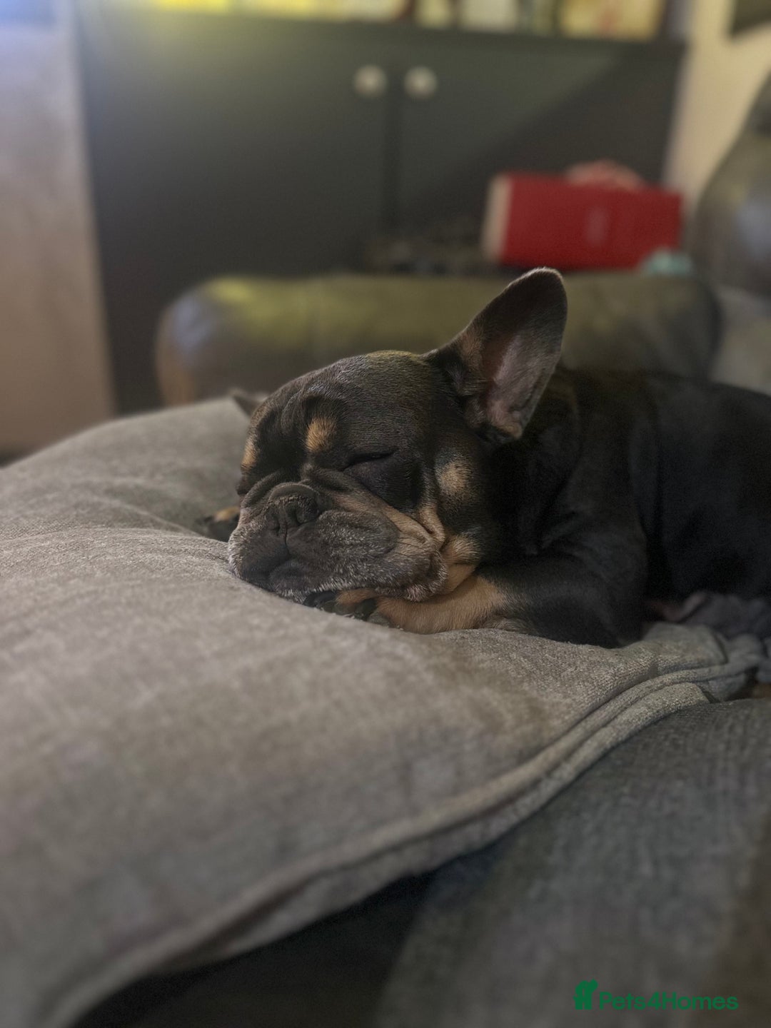 French Bulldog dogs for sale: Loving French Bulldog Seeking, Experienced Home - Advert 4