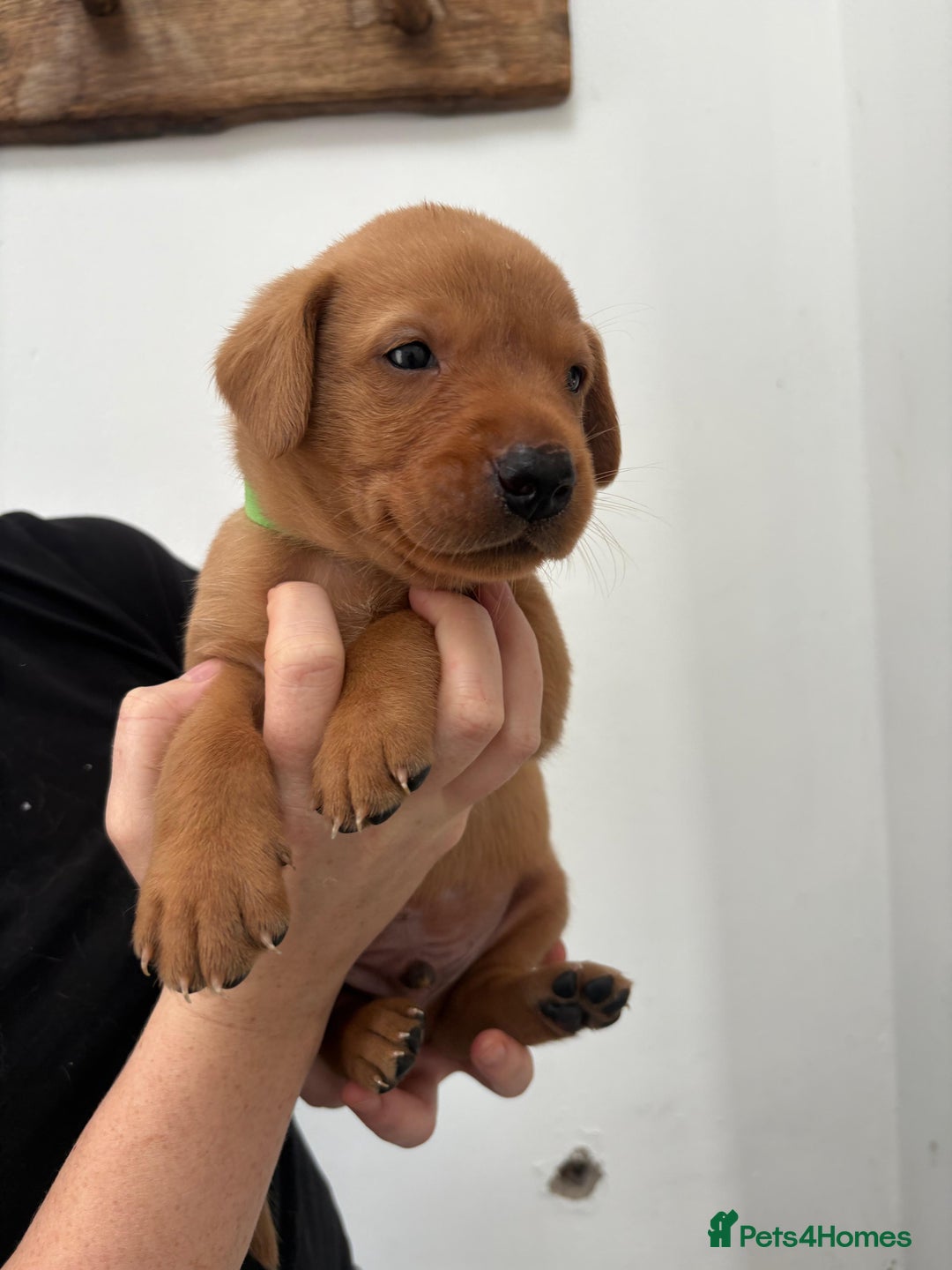 Labrador Retriever dogs for sale: KC Reg Fox red labrador litter of 6 dogs 4 bitches - Advert 26