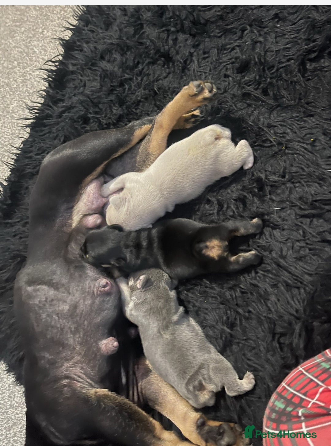 French Bulldog dogs for sale: LAST PUP AVAILABLE  - Image 5