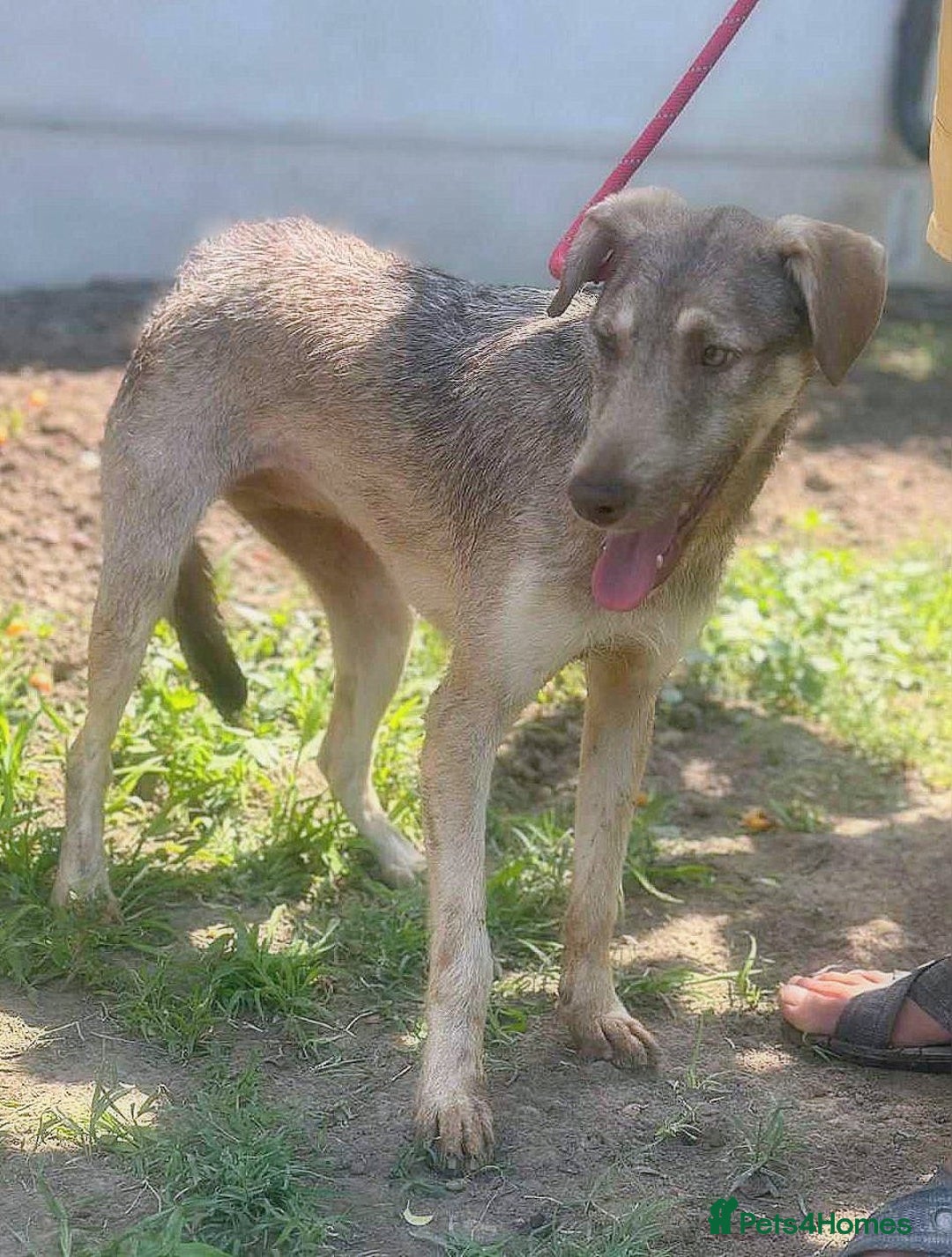Mixed Breed dogs for adoption: 🐾 GRACE - an elegant lady with a gentle heart 🐾 - Image 3