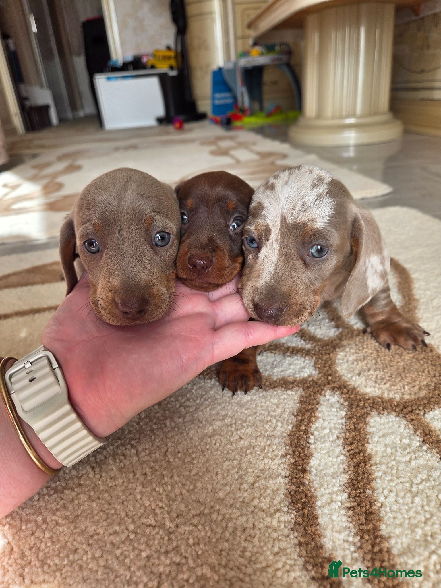 Dachshund dogs Dachshund Puppies for Sale  - Advert 2