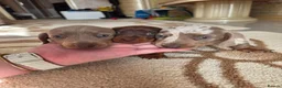Dachshund dogs for sale: Dachshund Puppies for Sale  - Advert 2