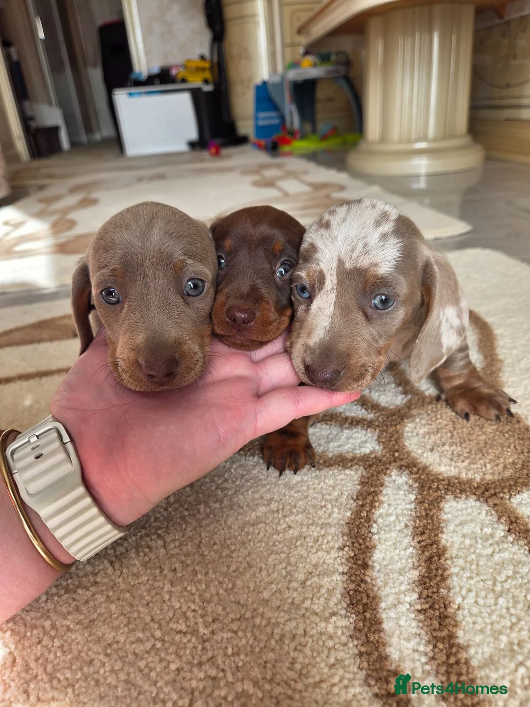 Dachshund dogs for sale: Dachshund Puppies for Sale  - Advert 2