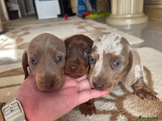 Dachshund dogs Dachshund Puppies for Sale - Advert 2