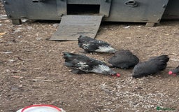 Chickens poultry for sale: 6 mixed Black Pekin’s - Image 1