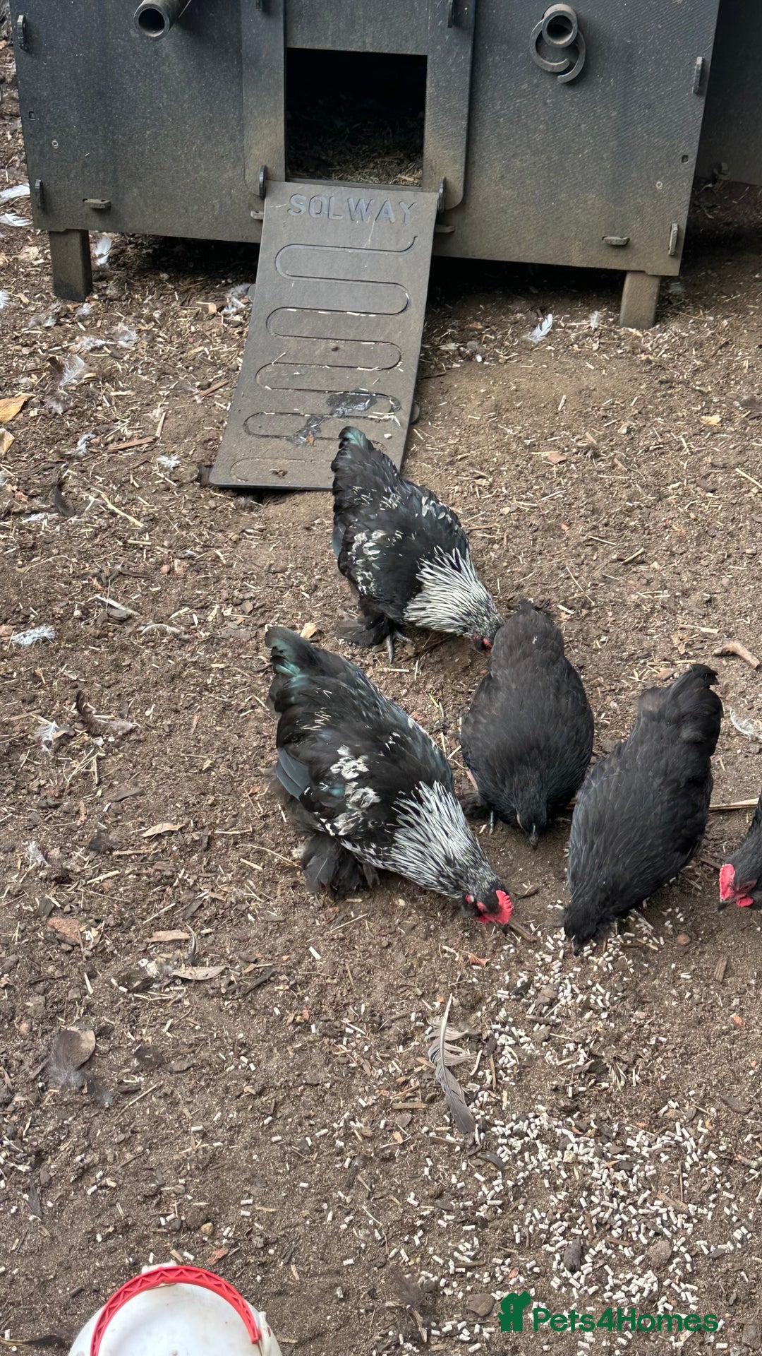 Chickens poultry for sale: 6 mixed Black Pekin’s - Image 1