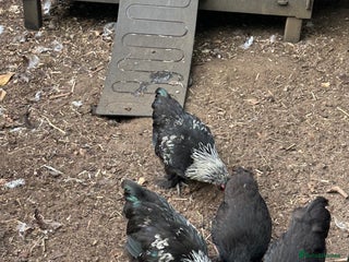 Chickens poultry - Advert 33