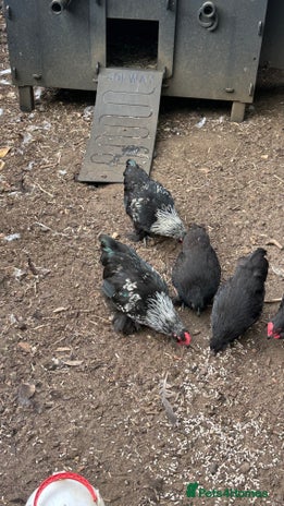 Chickens poultry - Advert 3
