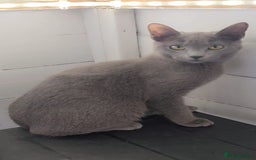 Russian Blue cats for sale: Full pedigree Russian blue kitten READ DESCRIPTION in Bradford - Image 6